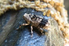 アシナガオニゾウムシ
