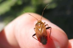 クヌギカスミカメ