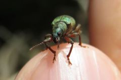 ヒラズネヒゲボソゾウムシ
