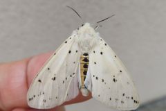 キハラゴマダラヒトリ