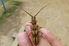 キマダラミヤマカミキリ