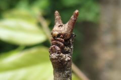 トビモンオオエダシャクの幼虫