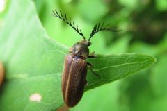 ヒゲナガハナノミ