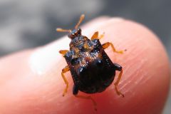 ヒメゴマダラオトシブミ