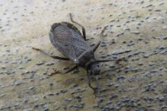 ツマキヘリカメムシ