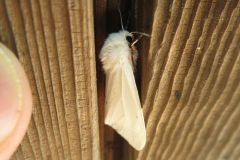 アカハラゴマダラヒトリ