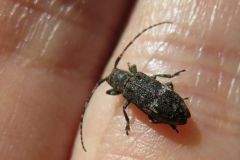 ヒメナガサビカミキリ