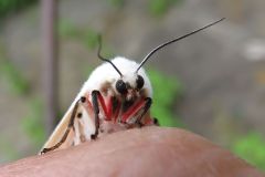 アカハラゴマダラヒトリ