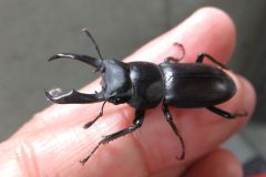 コクワガタ