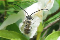 ニッポンヒゲナガハナバチ