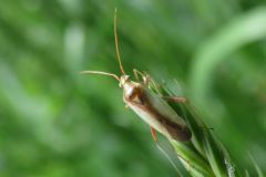 アカスジカスミカメ