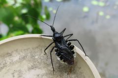 ヨコヅナサシガメ