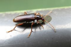 フジナガハムシダマシ