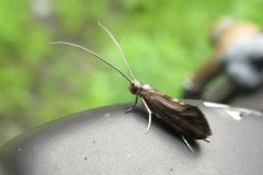 グマガトビケラ?