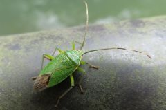 ヘラクヌギカメムシ