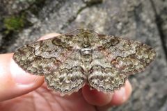 ヒロバウスアオエダシャク