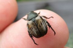 カタモンコガネ