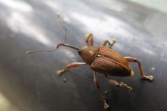 ツバキシギゾウムシ