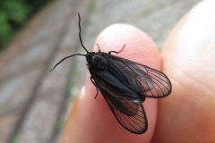 ウメスカシクロバ