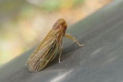 ウンカの一種