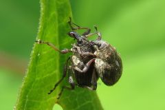 タデノクチブトサルゾウムシ?