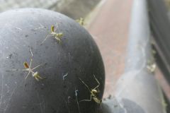 ハラビロカマキリの幼虫