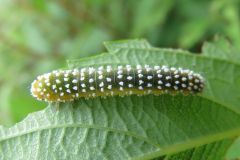 シモツケマルハバチの幼虫