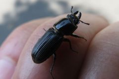 チビクワガタ