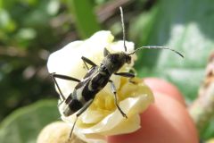 エグリトラカミキリ