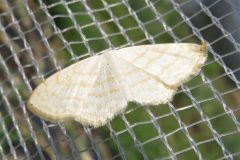 クロテンシロヒメシャク