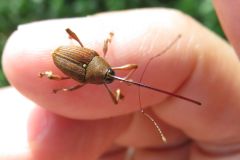 ツバキシギゾウムシ