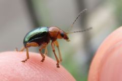 アオバネサルハムシ