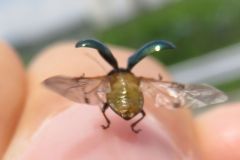 アオバネサルハムシ