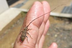 チャボヒゲナガカミキリ