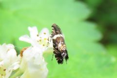 ヒメキスジホソハマキモドキ