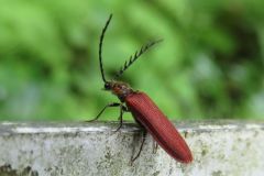 ミヤマベニコメツキ?