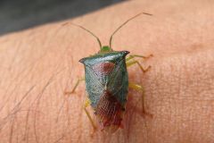 セアカツノカメムシ