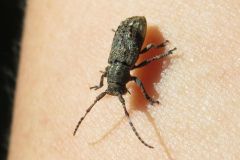 アトモンサビカミキリ