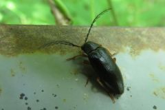 エダヒゲナガハナノミ