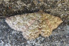 ヒロバウスアオエダシャク