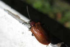 キイロクビナガハムシ