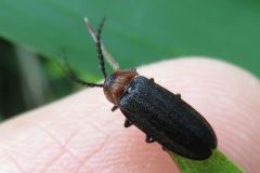 ムネクリイロボタル