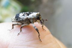 アシナガオニゾウムシ