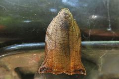 アトキハマキ