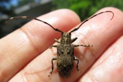 ナガゴマフカミキリ