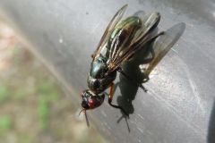 ヒゲナガヒロクチバエ