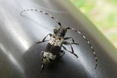 ヒトオビアラゲカミキリ
