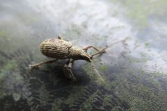 カシワクチブトゾウムシ