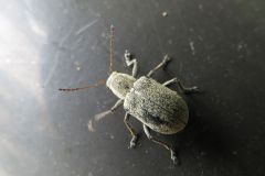 ケブカサルハムシ