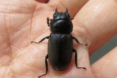 コクワガタ